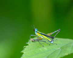 Eumastax