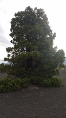 Austrocedrus chilensis