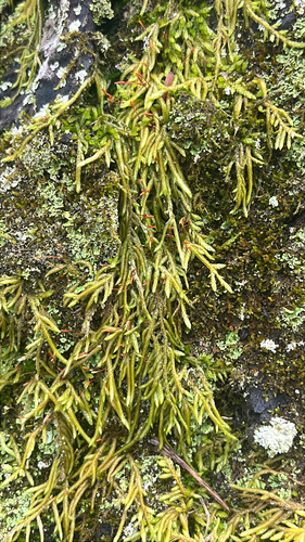 seductive entodon moss (Entodon seductrix)