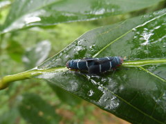 Amblyscarta ruficeps