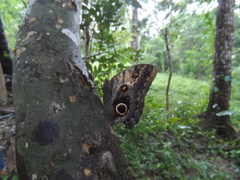 Caligo telamonius memnon
