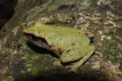 Gannoruwa Shrub Frog photo 4