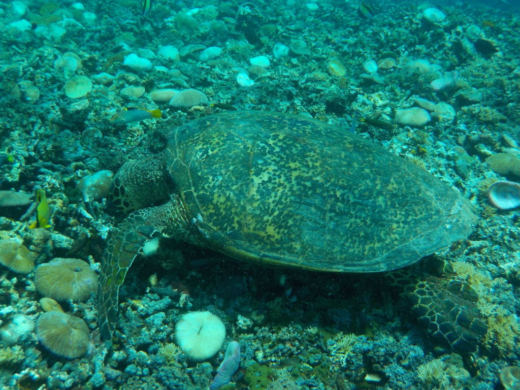 Hawksbill Sea Turtle (Eretmochelys imbricata) — recorded at Bounty Wreck