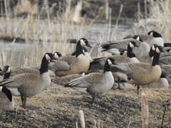 Branta canadensis parvipes