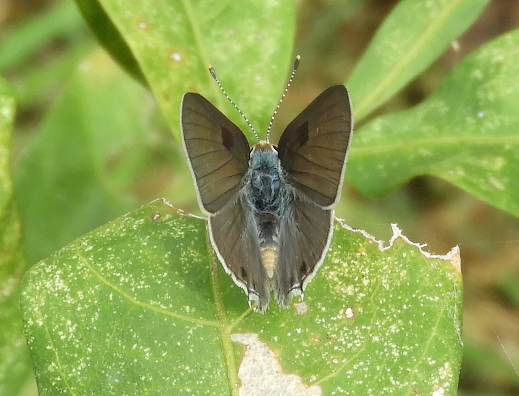Strymon istapa istapa