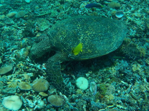 Hawksbill Sea Turtle (Eretmochelys imbricata)