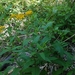 Senecio otites - Photo (c) Claire Brown, algunos derechos reservados (CC BY-NC), subido por Claire Brown