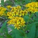 Senecio otites - Photo (c) Claire Brown, some rights reserved (CC BY-NC), uploaded by Claire Brown
