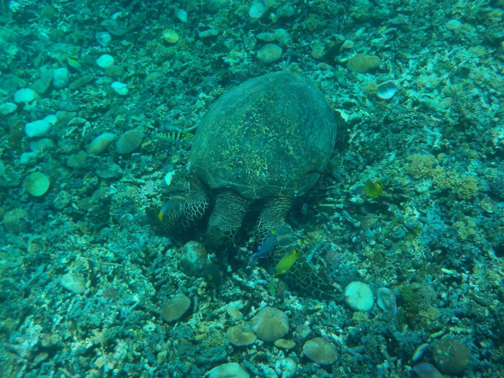 Hawksbill Sea Turtle (Eretmochelys imbricata) — recorded at Mirko's Reef