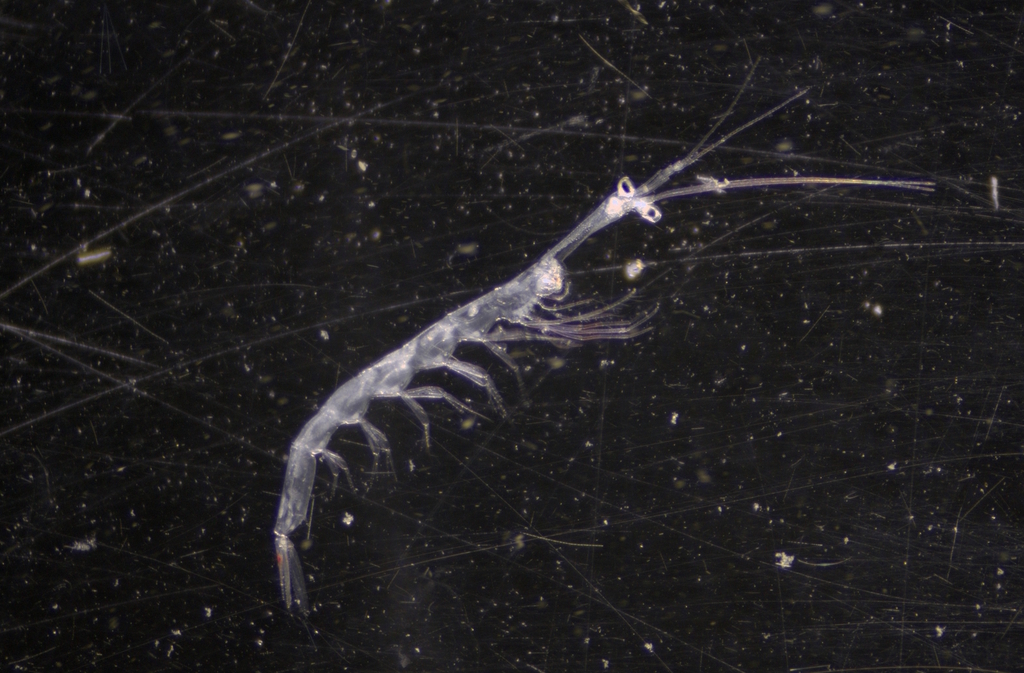 Faxon's lucifer prawn