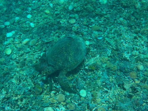 Hawksbill Sea Turtle (Eretmochelys imbricata)