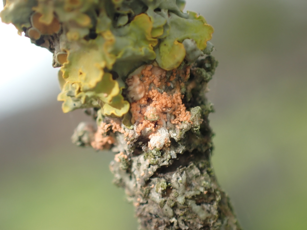 Erythricium aurantiacum · April 2026 · photo: © jarronevsbaru (iNaturalist, cc-by)