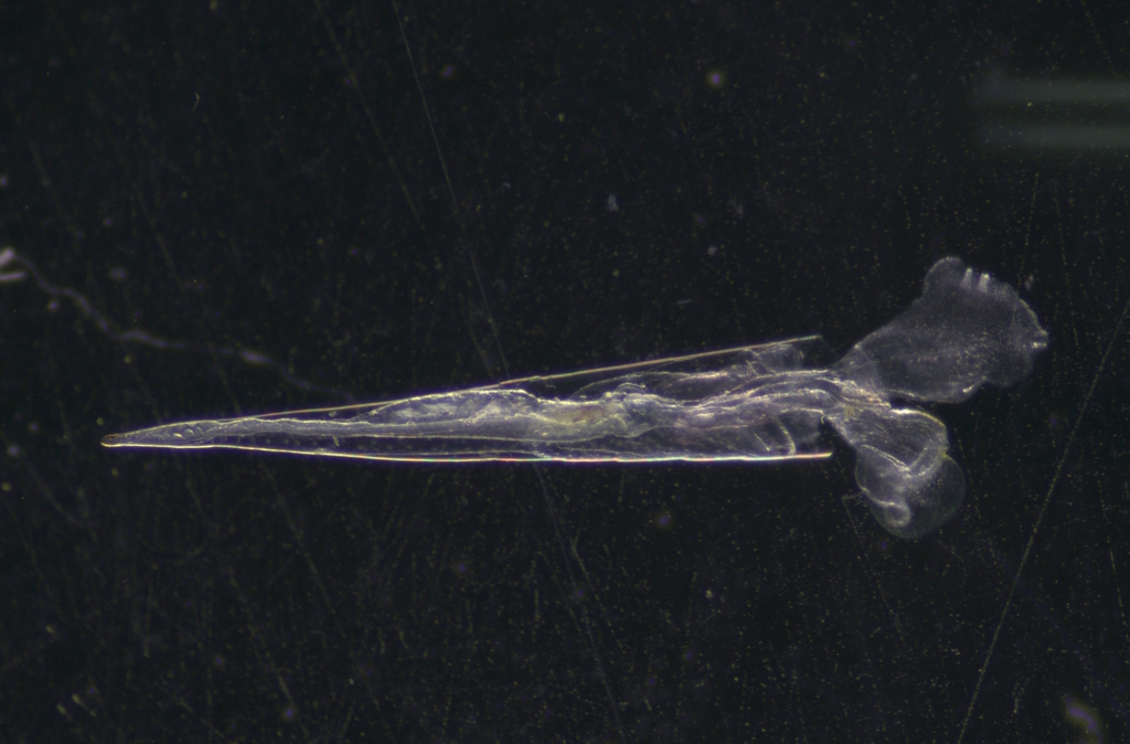Needle Sea Butterfly