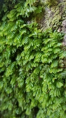 Hymenophyllum caespitosum