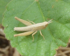 Dichromorpha prominula