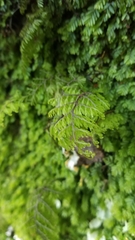 Hymenophyllum caespitosum