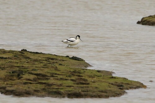 iNaturalist: (c) Andrew Thompson, some rights reserved (CC BY-NC), uploaded by Andrew Thompson iNaturalist image