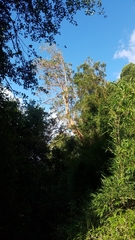 Luma apiculata
