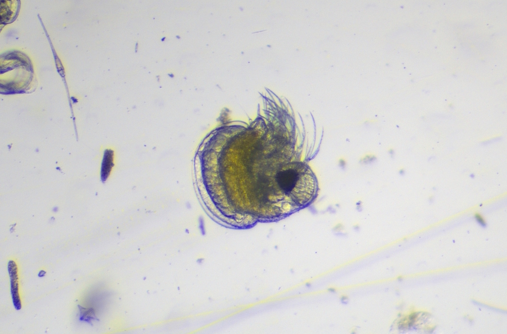 water flea