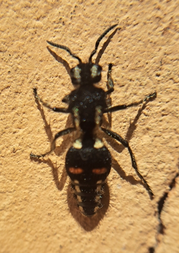 Hoplomutilla myops