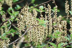 (c) WATANABE Hitoshi 渡辺仁, some rights reserved (CC BY) Stachyurus praecox, photograph (c) WATANABE Hitoshi 渡辺仁, some rights reserved (CC BY)