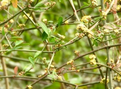 Euphorbia cymosa