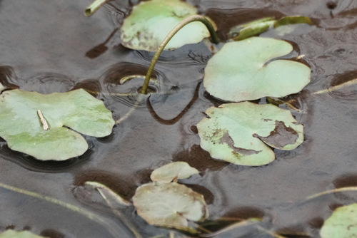 water fringe (Nymphoides peltata)