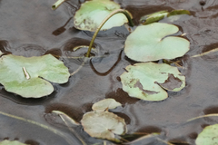 Yellow Floating-heart (Nymphoides peltata)