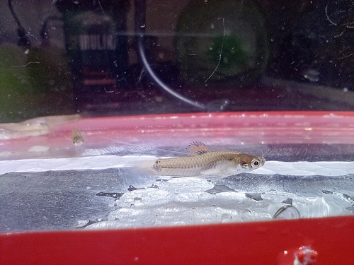 Holland's molly (Pamphorichthys hollandi) — Poeciliidae — 3