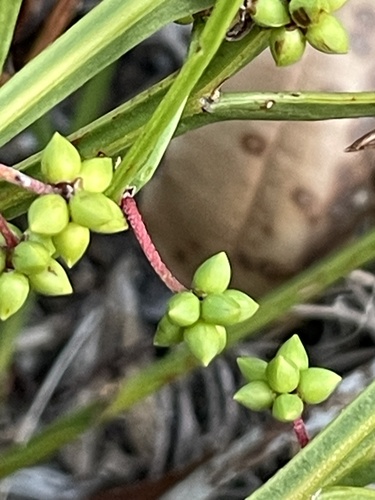 Narrow-winged Wattle (Acacia stenoptera)
