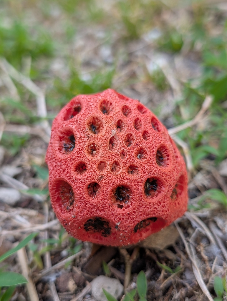 Clathrus crispus