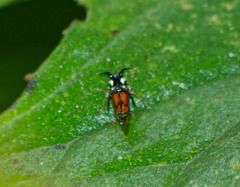Cyphonia trifida