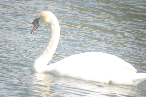 iNaturalist: (c) mothyfriend, some rights reserved (CC BY-NC), uploaded by mothyfriend iNaturalist image