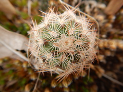 Echinocereus reichenbachii baileyi