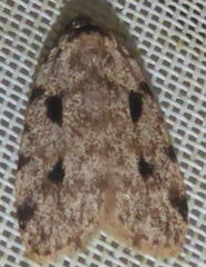 Aemene sagittifera