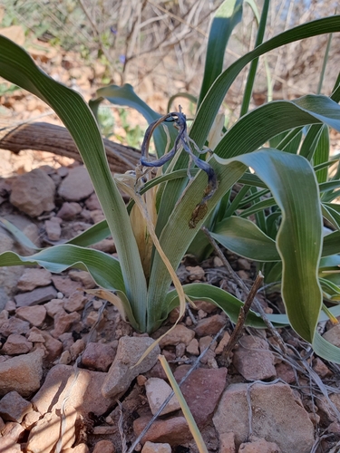 Iris planifolia