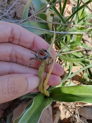 Iris planifolia, photograph (c) Mehdi Chetibi, some rights reserved (CC BY)