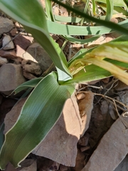 Iris planifolia, photograph (c) Mehdi Chetibi, some rights reserved (CC BY)