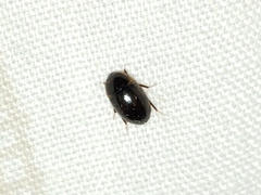 Enochrus ochraceus