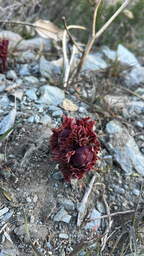 Brown's Peony (Paeonia brownii)