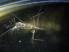 Empicoris culiciformis