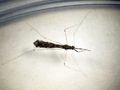 Empicoris culiciformis