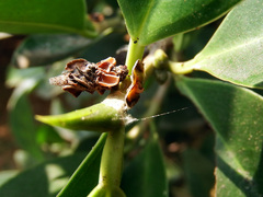 Striglocyrbasia meguae