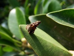 Striglocyrbasia meguae