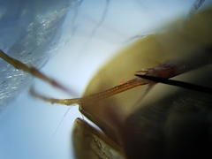 Enochrus ochraceus