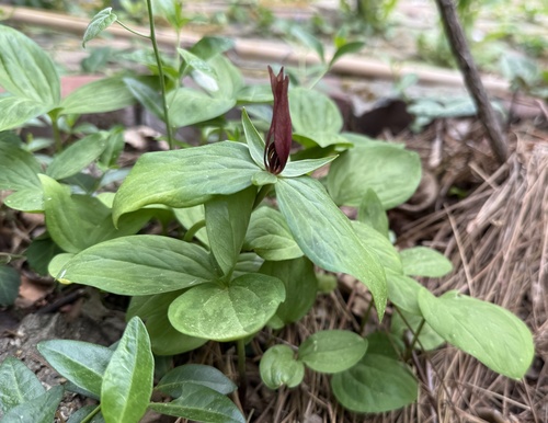 lanceleaf wakerobin (Trillium lancifolium)