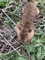 Cratogeomys castanops