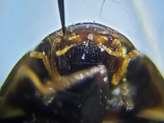Enochrus ochraceus
