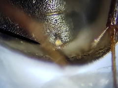 Enochrus ochraceus