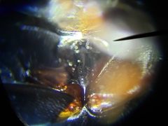 Enochrus ochraceus